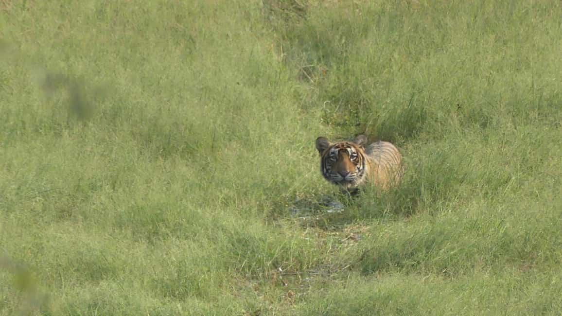 From Jaipur: Sariska National Park Day trip with Safari - Why Sariska Works as a Jaipur Tiger Day Trip