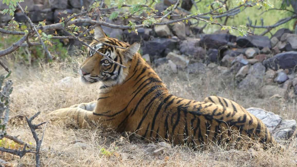From Jaipur: Sariska National Park Day trip with Safari - Safari Vehicle Choice: Jeep vs 20-Seater Canter