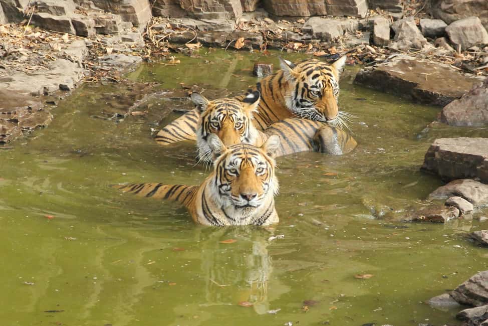 From Jaipur: Sariska National Park Day trip with Safari - Tigers Are a Maybe: What You’ll Actually See