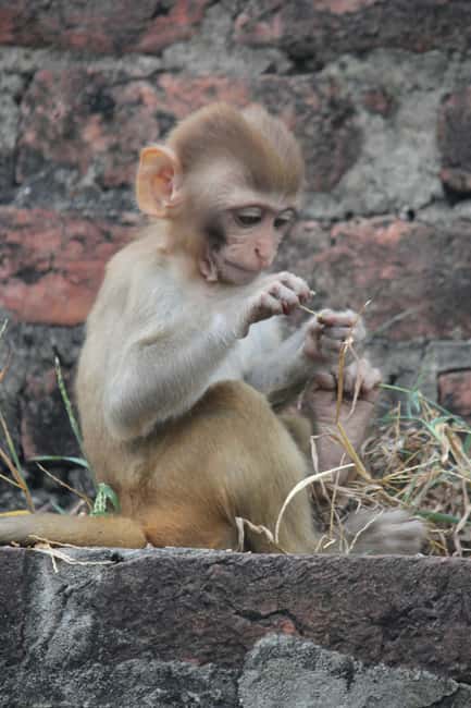 From Jaipur: Sariska National Park Day trip with Safari - What Conservation Talk Means on the Ground