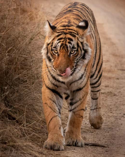 From Jaipur: Sariska National Park Day trip with Safari - Getting to the Reserve: The 2–3 Hour Aravalli Drive