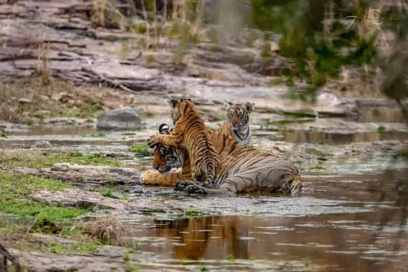 From Ranthambore: Official Tiger Safari in Canter With Guide - Quick hits before you go