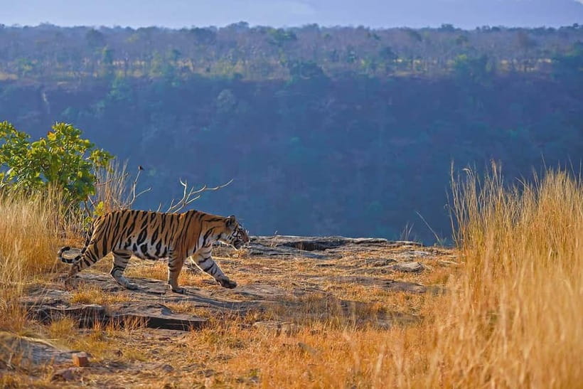From Ranthambore: Official Tiger Safari in Canter With Guide - Entering Ranthambore: where your safari actually starts