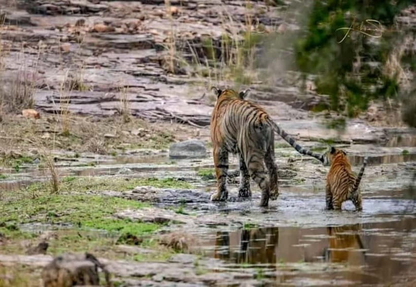 From Ranthambore: Official Tiger Safari in Canter With Guide - Zones 1 to 5: where your tiger odds improve