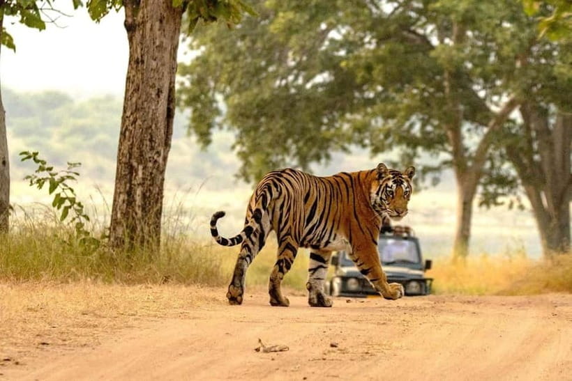 From Ranthambore: Official Tiger Safari in Canter With Guide - What the guide teaches you: animals, birds, and the “why”