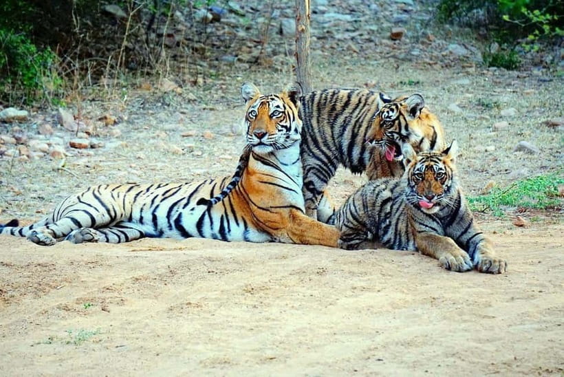 From Ranthambore: Official Tiger Safari in Canter With Guide - What to bring for a Ranthambore Canter (and what you’ll regret)