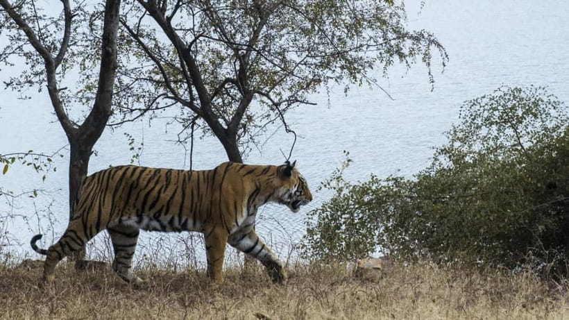 From Ranthambore: Official Tiger Safari in Canter With Guide - Price and value: is $27 good value here?