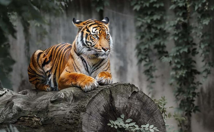 From Ranthambore: Official Tiger Safari in Canter With Guide - Booking reality: limited permits, passport checks, and slot timing
