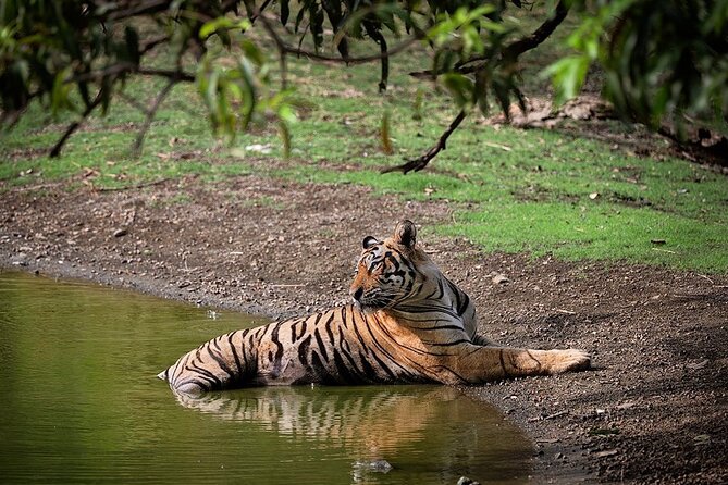 Full-Day Trip to Ranthambore National Park from Jaipur - Key things I’d pin on your mental map