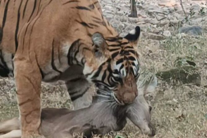 Full-Day Trip to Ranthambore National Park from Jaipur - Safari time in Ranthambore: jeep or canter, and how to ride it right