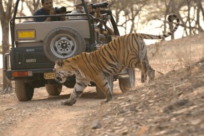 Full Day trip to Ranthambore tiger reserve from Jaipur Hotels - The safari experience: open-topped, guide-led, and built for spotting wildlife