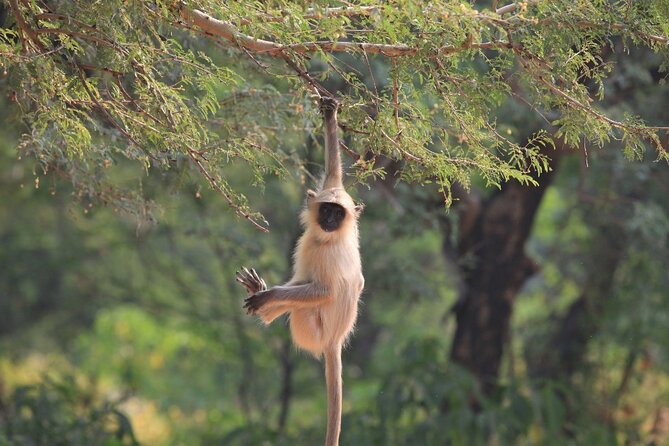 Golden Triangle & Ranthambore: 4-Day Private Tour from Delhi - Logistics That Actually Affect Your Comfort
