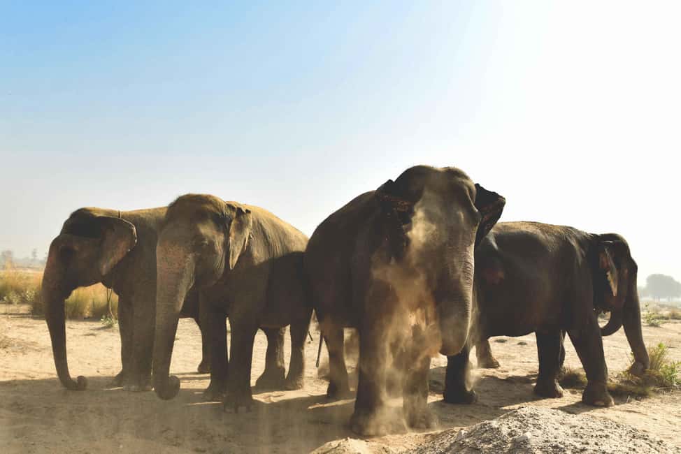 Jaipur: Elefantastic Elephant Sanctuary Tour - Key highlights you’ll feel on the day