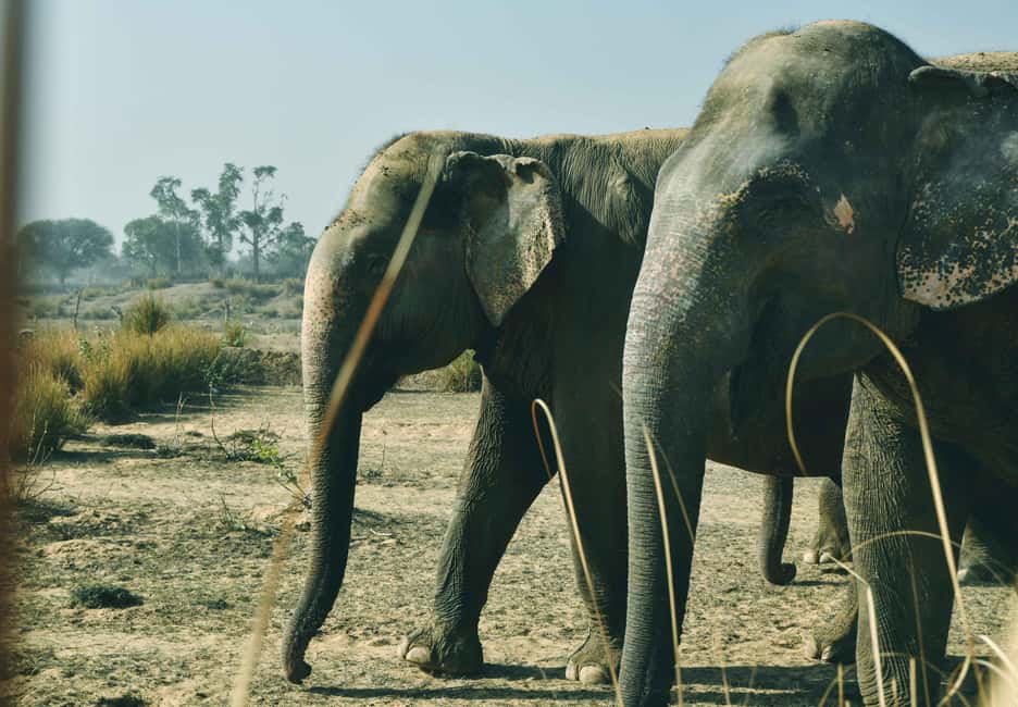 Jaipur: Elefantastic Elephant Sanctuary Tour - Lunch after the sanctuary: timing, flavor, and a calmer finish