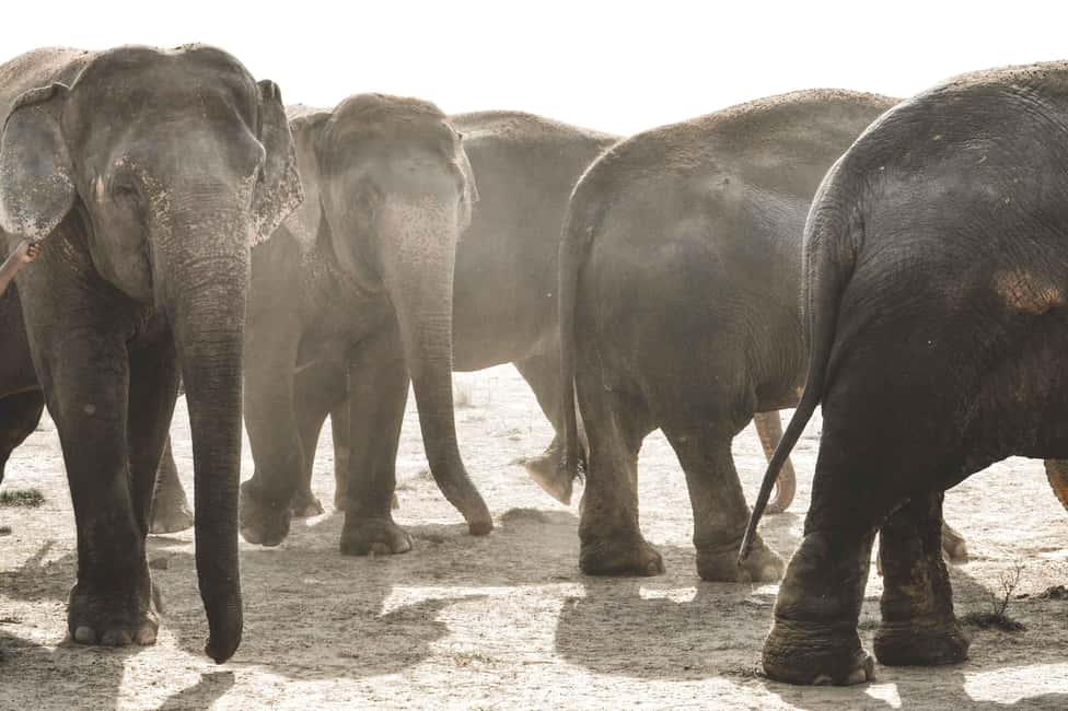 Jaipur: Elefantastic Elephant Sanctuary Tour - The hands-on part: feeding, showering/washing, and walking