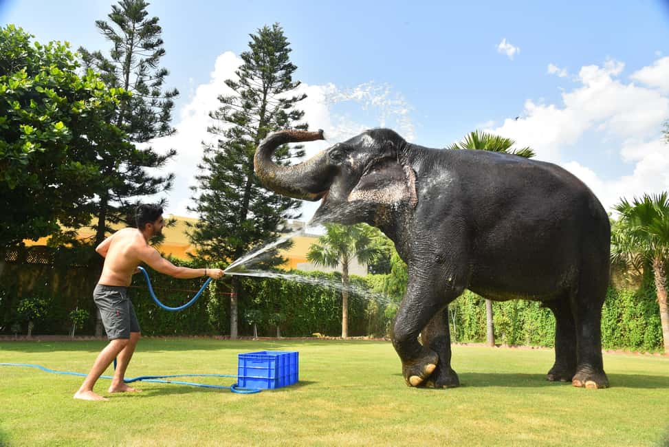 Jaipur Elephant Experience: Bond, Connect, and Learn - Key moments you’ll remember from Elejungle