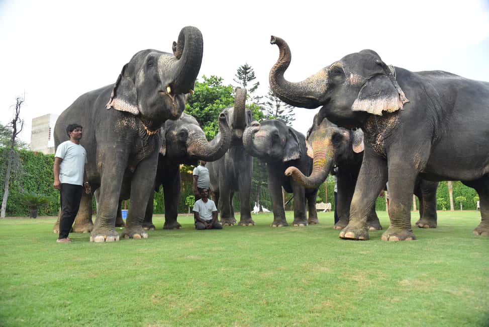 Jaipur Elephant Experience: Bond, Connect, and Learn - Elejungle near Amer: why this feels different from a typical elephant show