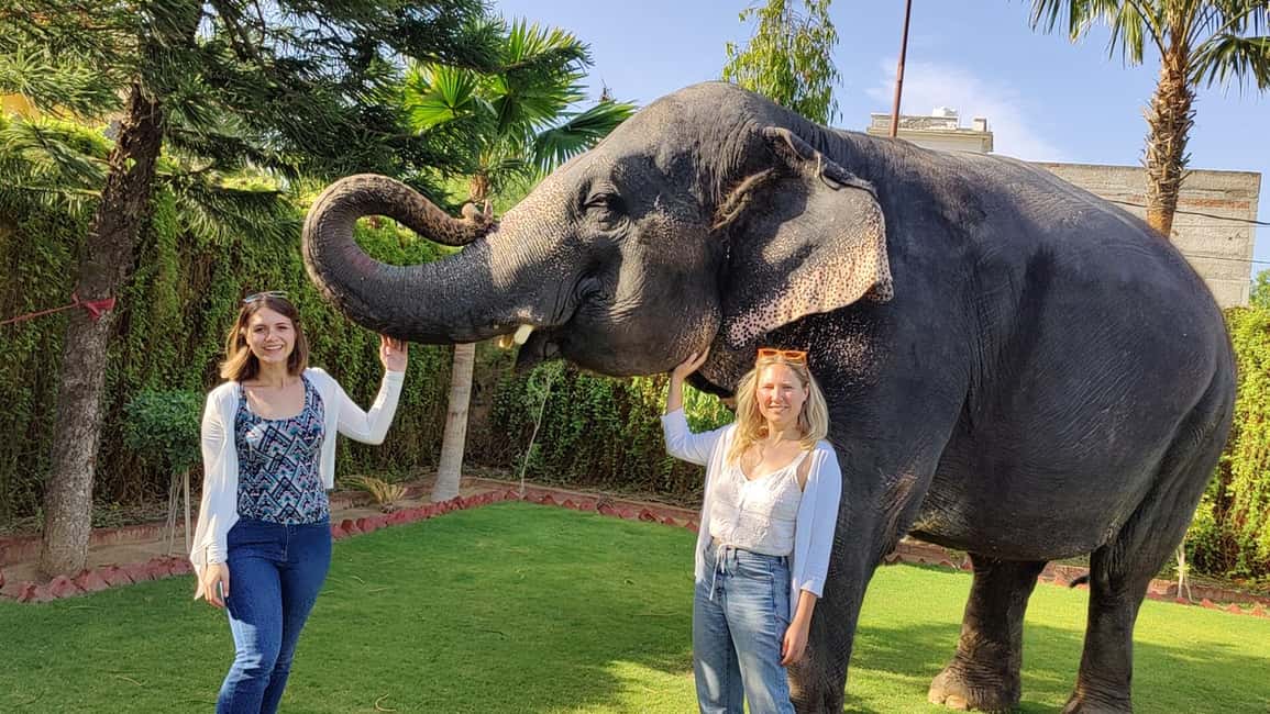 Jaipur Elephant Experience: Bond, Connect, and Learn - The guided walk: build comfort step by step