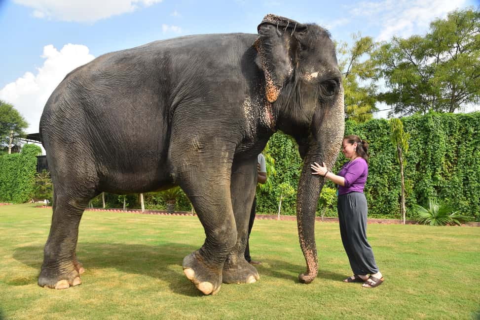 Jaipur Elephant Experience: Bond, Connect, and Learn - Getting picked up in Amer and starting with a proper briefing