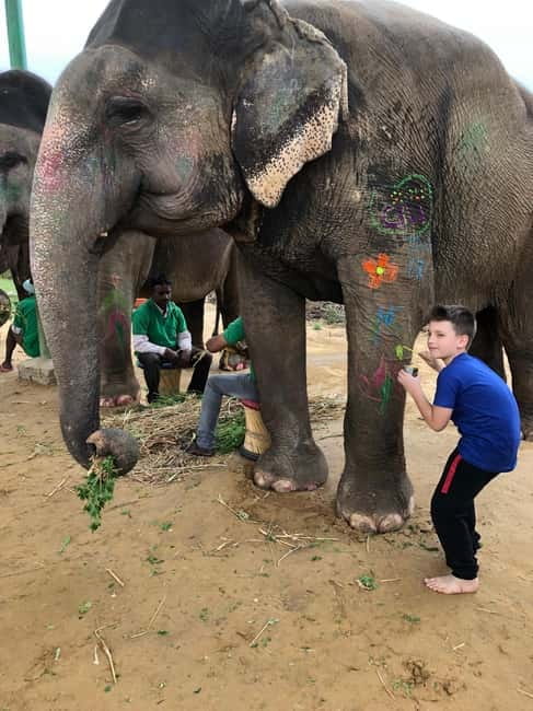 Jaipur: Elephant Interaction Tour - Jaipur Elephant Sanctuary: What This Tour Gets Right