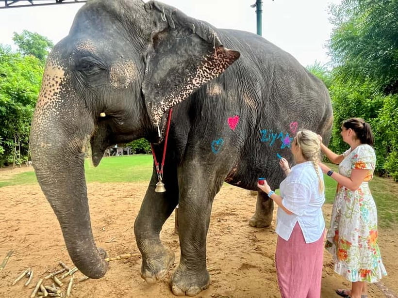 Jaipur: Elephant Interaction Tour - Walking With the Elephants in the Village: Welfare Focus, No Ride