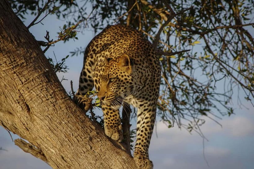 Jaipur: Jhalana Amagarh Leopard Reserve 4×4 Jeep Safari - Jhalana-Amagarh: Leopard Country Inside Jaipur’s Reach