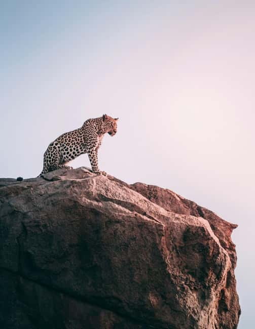Jaipur: Jhalana Amagarh Leopard Reserve 4×4 Jeep Safari - What You’ll Likely See Beyond Leopards