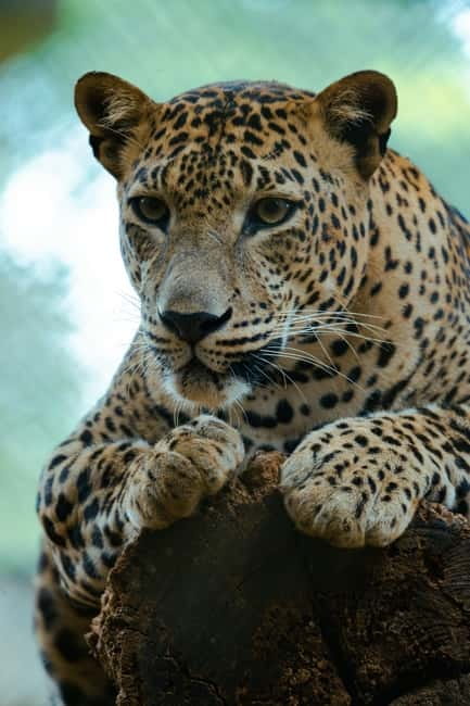 Jaipur: Jhalana Amagarh Leopard Reserve 4×4 Jeep Safari - 4x4 Safari Reality: How the Spotting Game Works