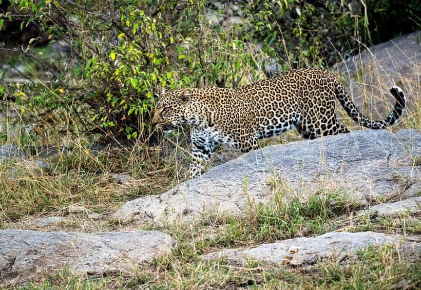Jaipur: Jhalana Amagarh Leopard Reserve 4×4 Jeep Safari - Who This Safari Suits Best (And Who Might Want Another Plan)