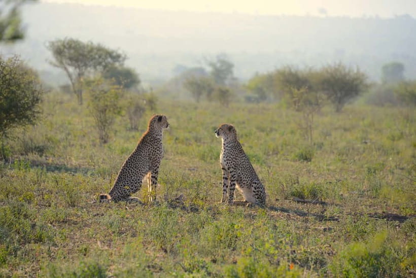 Jaipur: Jhalana Amagarh Leopard Reserve 4×4 Jeep Safari - The Day Plan: Pickup, Park Entry, and the Safari Block