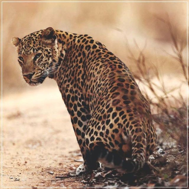 Jaipur: Jhalana/Amagarh leopard safari private tour - Jhalana/Amagarh: Why this safari works so well near Jaipur