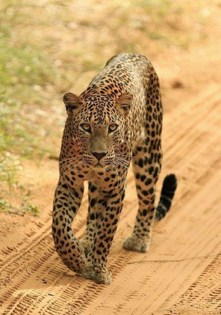 Jaipur: Jhalana/Amagarh leopard safari private tour - The safari game plan: what you’re actually looking for