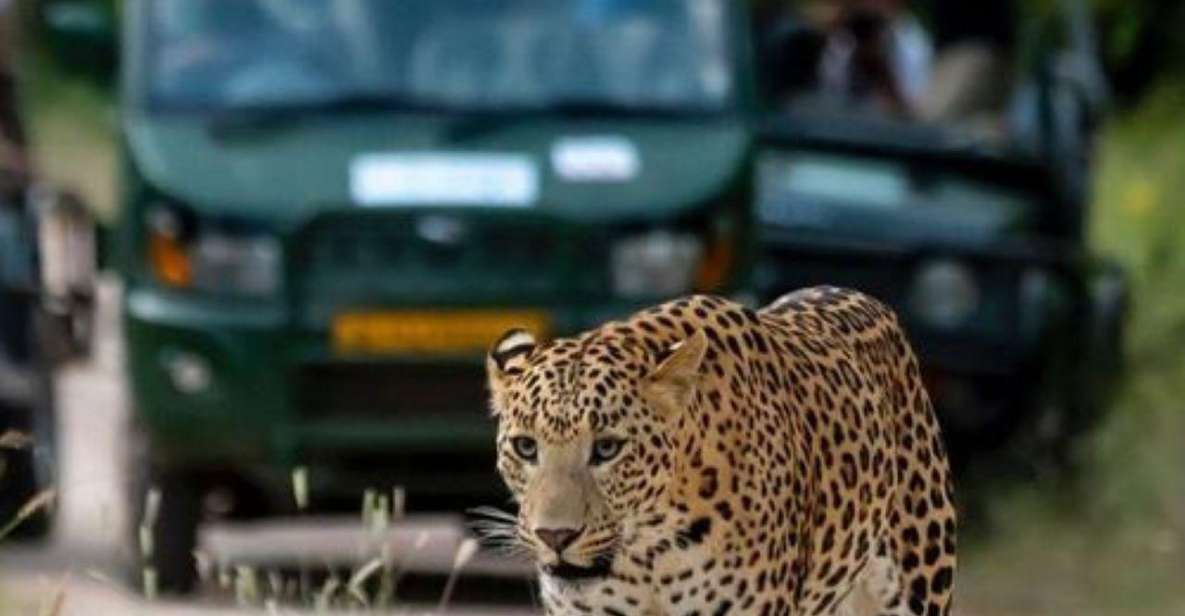 Jaipur: Jhalana/Amagarh leopard safari private tour - Value for $84: when this feels fair and when it doesn’t