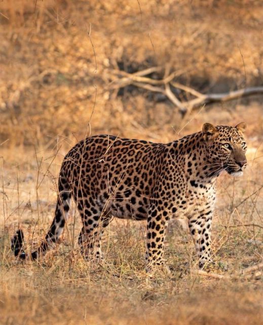 Jaipur: Jhalana/Amagarh leopard safari private tour - Getting there smoothly: air-conditioned pickup and what your 5 hours really means