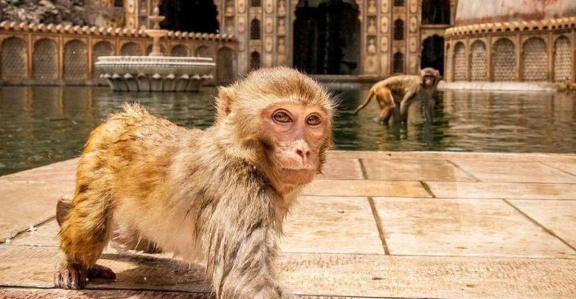 Jaipur sightseeing tour with monkey temple (Galta ji temple) - Key Points That Make This Jaipur Tour Worth Your Time