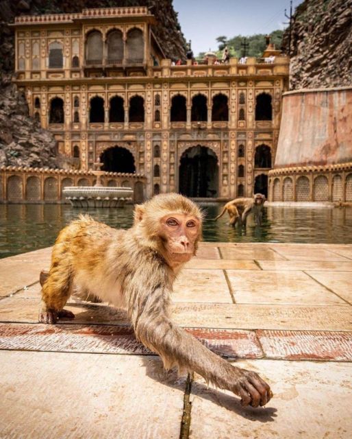 Jaipur sightseeing tour with monkey temple (Galta ji temple) - How the Day Flows in a Private AC Car (and Why That Matters)