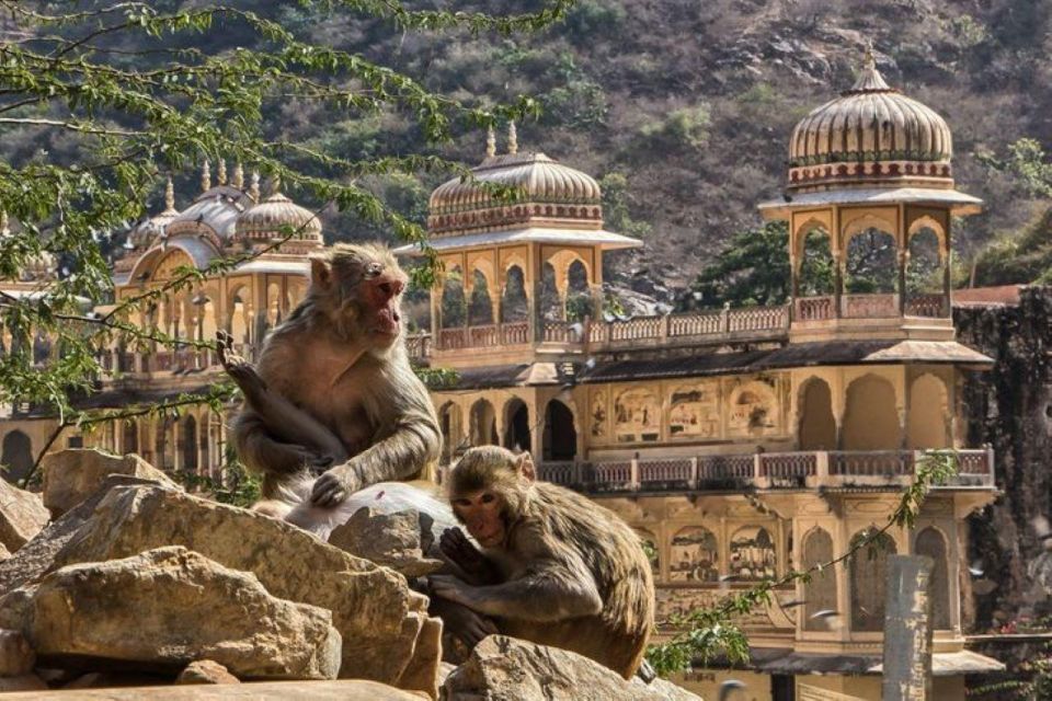 Jaipur sightseeing tour with monkey temple (Galta ji temple) - Jal Mahal: The Lake Palace View (Great for Photos, Not a Long Stay)