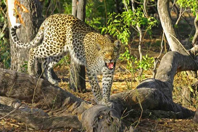 Jaipur to Jhalana Leopard reserve Private Day Trip All Inclusive - Quick hits on the Jhalana safari experience