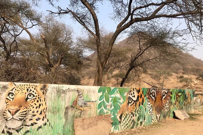 Jaipur to Jhalana Leopard reserve Private Day Trip All Inclusive - Arriving at Jhalana Leopard Safari Park: open park energy
