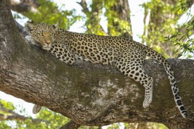 Jaipur to Jhalana Leopard reserve Private Day Trip All Inclusive - The core experience: a private gypsy safari session