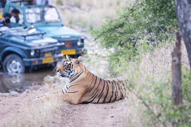 Jaipur to Ranthambore Tiger reserve Safari Day trip All Inclusive - Key points before you go