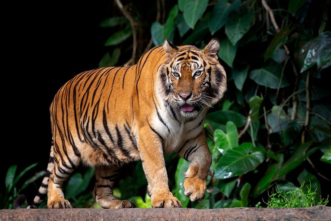Jaipur to Ranthambore Tiger reserve Safari Day trip All Inclusive - A full day from Jaipur, with private door-to-door transfers