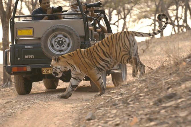 Jaipur to Ranthambore Tiger reserve Safari Day trip All Inclusive - Your government-certified naturalist: how this improves the day