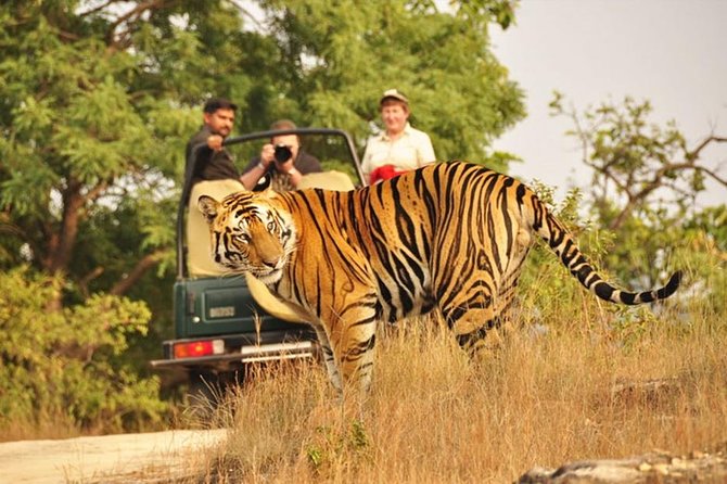 Jaipur to Ranthambore Tiger reserve Safari Day trip All Inclusive - Value and pricing: does $78.65 really make sense?