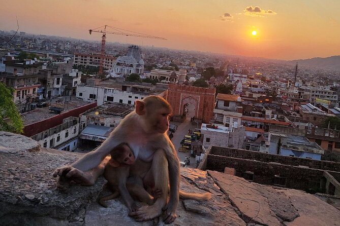 Jaipur Tuk Tuk Sightseeing Tour with Monkey Temple Sunset View - Price and entrance fees: what $7.27 really means