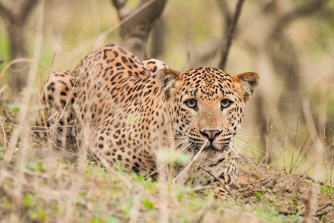 Jhalana Panther Safari Park Tour in Jaipur - Jhalana Panther Safari: Why This 4x4 Jungle Trip Works