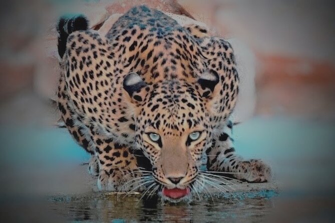 Jhalana Panther Safari Park Tour in Jaipur - Price and Logistics: What the $45 Really Buys