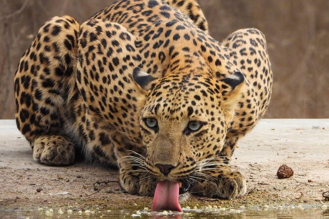 Jhalana Panther Safari Park Tour in Jaipur - Book or Pass: My Practical Recommendation
