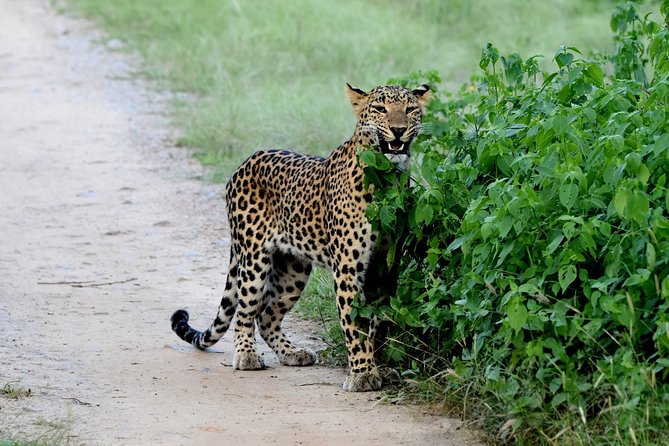 Jhalana Panther Safari Park Tour in Jaipur - The 2.5 Hours That Actually Happen on Safari