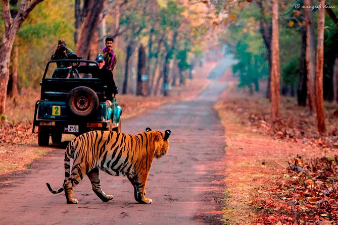 One Way Transfer Jaipur to Sawai Madhopur Hotels In AC Vehicle - Why This Jaipur to Sawai Madhopur Transfer Feels Worth It